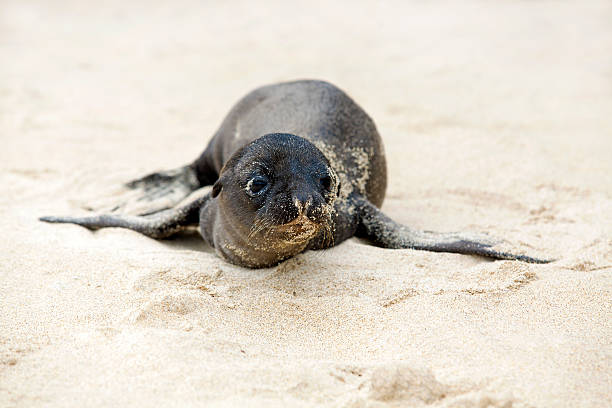 istock Newborn Sea Lion 135073802