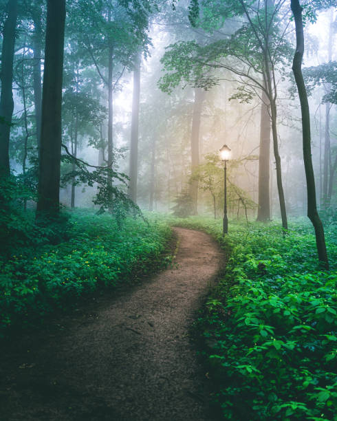 istock Beautiful Moody and foggy forest 1350738206