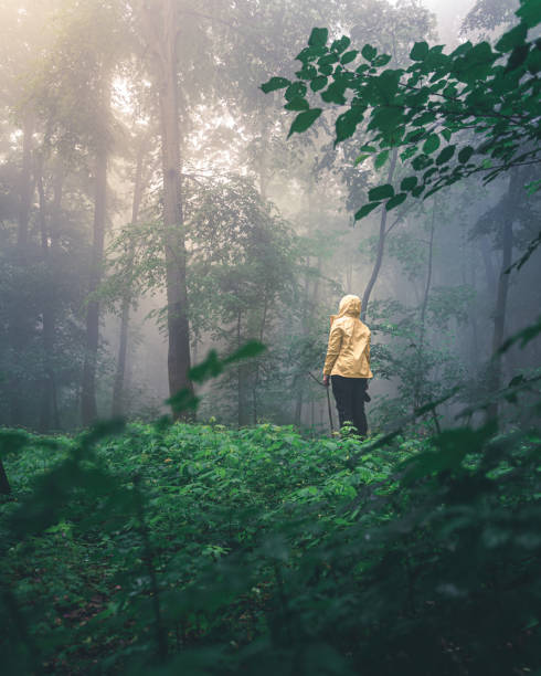 istock Beautiful Moody and foggy forest 1350738253