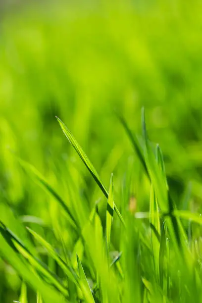 Photo of Spring or summer and grass field with sunny. Green grass background, nature texture. Closeup