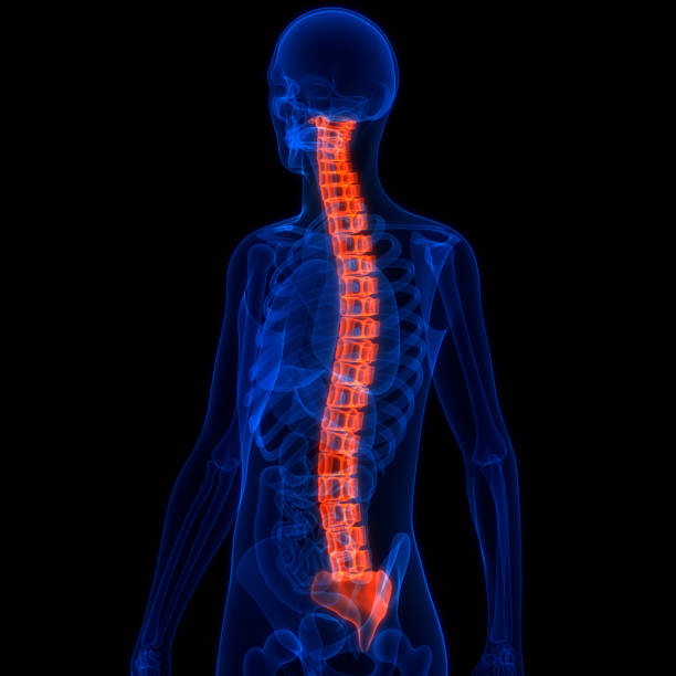 istock Spinal Cord Vertebral Column of Human Skeleton System Anatomy 1350742789