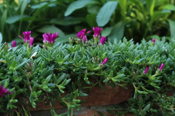 Photo of Purple flowers blooming in a park