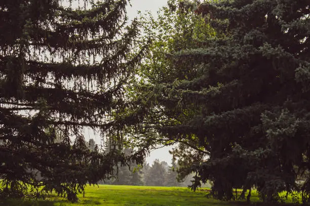 Photo of Trees on a hazy summer day