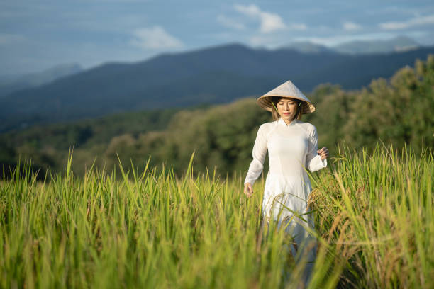 Young Woman Wearing Ao Dai Standing in Rice Paddy Vietnam Young Woman Wearing Ao Dai Standing in Rice Paddy Vietnam ao dai stock pictures, royalty-free photos & images