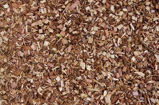 Gardener mulching summer garden with shredded wood mulch. Man puts sawdust and leaves around roses plants on flowerbed. Soil moisture protection. Weed suppression