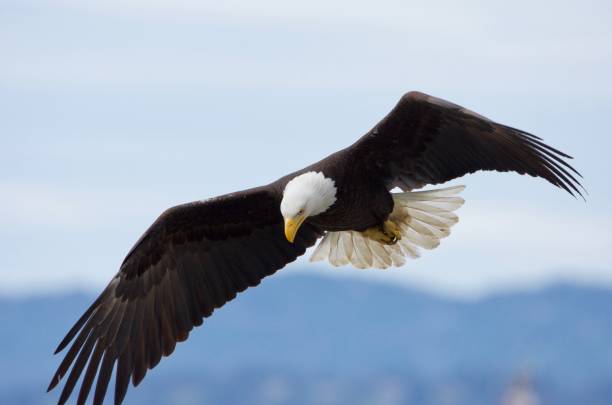 Adult bald eagle looks down as it flies low near Victoria's Inner Harbour Adult bald eagle looks down as it flies low near Victoria's Inner Harbour, Vancouver Island, British Columbia vancouver island photos stock pictures, royalty-free photos & images