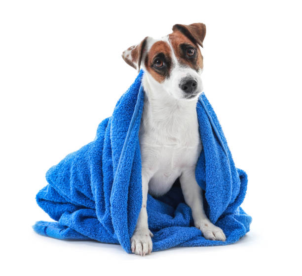 Cute dog with towel after washing on white background stock photo