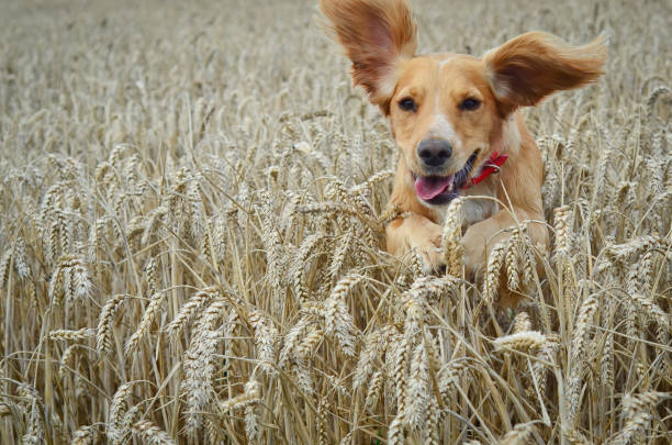 Golden Cocker spaniel dog running through a field of wheat. stock photo
