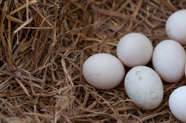 istock Group of fresh organic duck eggs in straw nest 1350755348