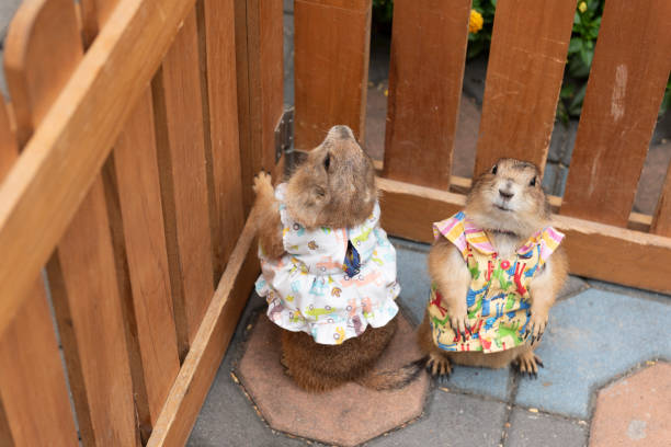 케이지에 서 있는 셔츠를 입은 다람쥐 - squirrel softness wildlife horizontal 뉴스 사진 이미지