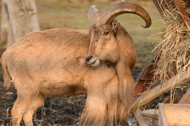 istock Maned ram eats hay, an animal in the zoo. 1350756854
