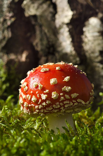Toadstool in the birch forest (Amanita muscaria) stock photo