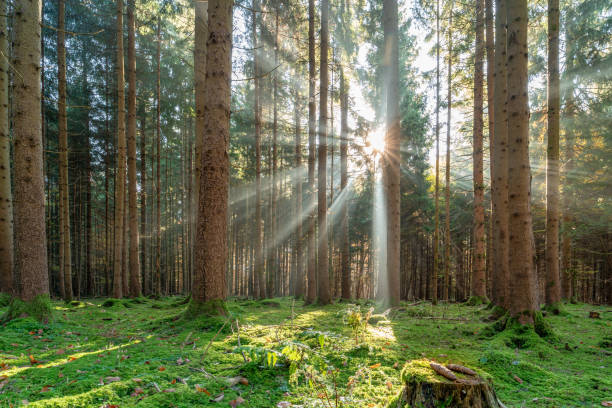 istock Awesome autumn light shining through the forest. 1350760411