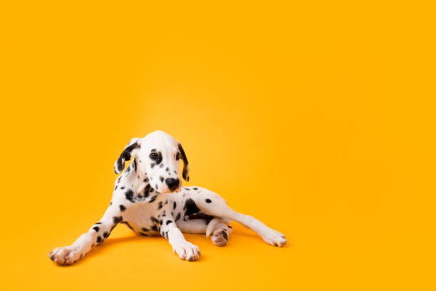 Dalmatian Puppy on Yellow Isolated Background stock photo