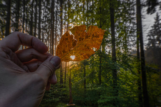 Sunlight is shining through a heart shape in a autumn colored leaf. Concept for the beautiful fall season and all nature lovers