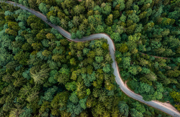 istock A bending road from above leading through a green forest. Drone shot for wallpapers, top down from above aerial shot in the late summer. 1350762598