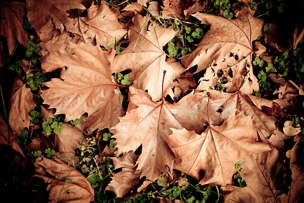 Autumn leafs stock photo