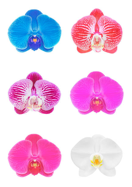 istock Collection of orchid isolated on white background 1350765855