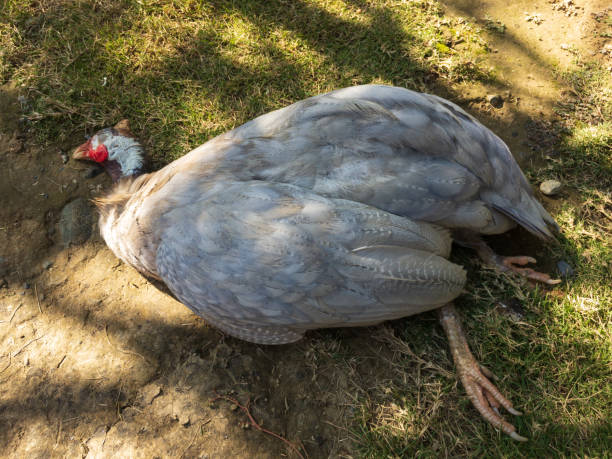 땅에 누워 죽은 기니 새 - avian flu virus 뉴스 사진 이미지