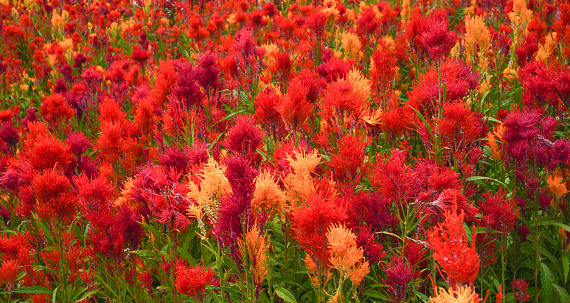 Flower (Celosia plants)field in south of Thailand.