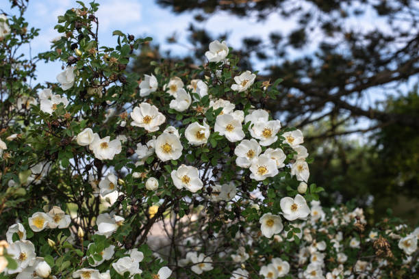 the white blossoms of a multiflora rose a twig of a flowering japanese rose bush with white blossoms rosa multiflora stock pictures, royalty-free photos & images
