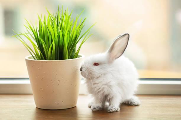 Cute fluffy rabbit and houseplant on window sill