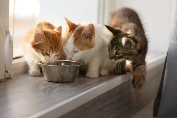 istock Cute little kittens eating at home 1350766947