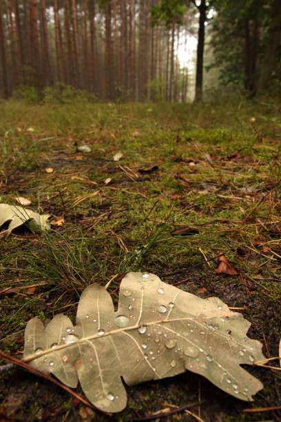 The forests of western Poland