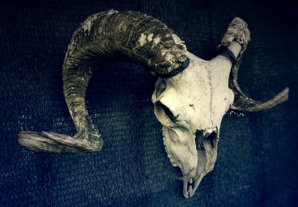 istock Goat skull with horns 1350768658