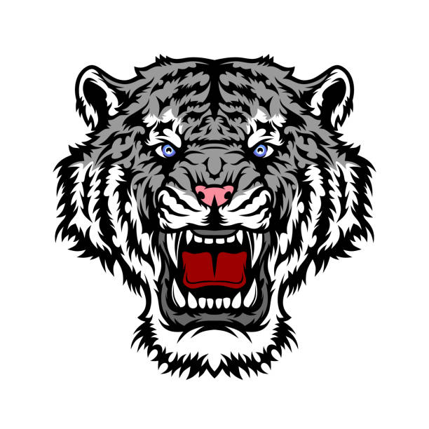 50+ Tiger Fight Drawing Stock Illustrations, Royalty-Free Vector ...
