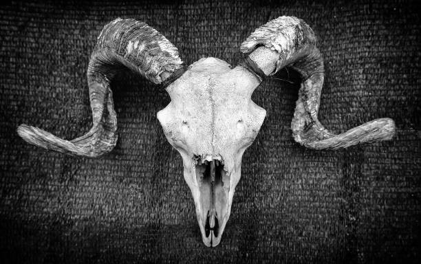 istock Goat skull with horns 1350768791