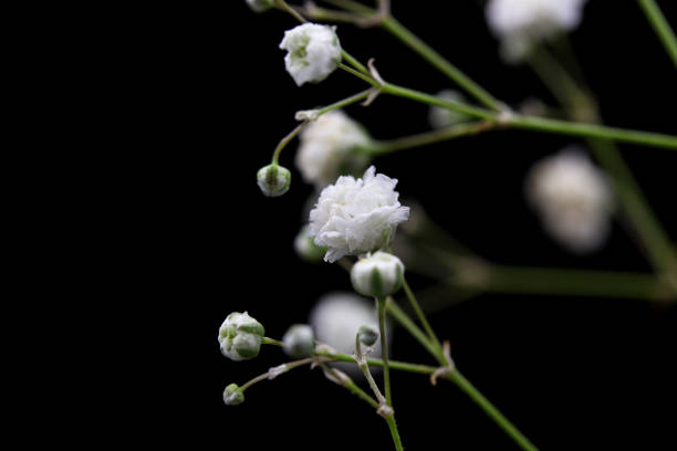 istock white flowers on black background 1350768804