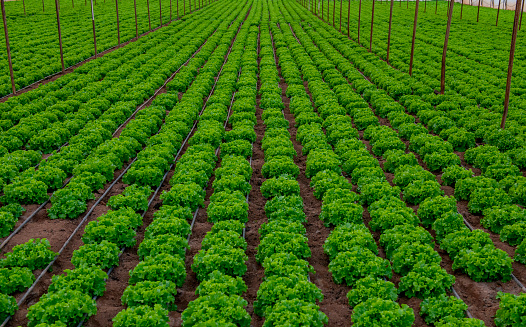 Fresh lettuce field.Vegetable production for healthy life.