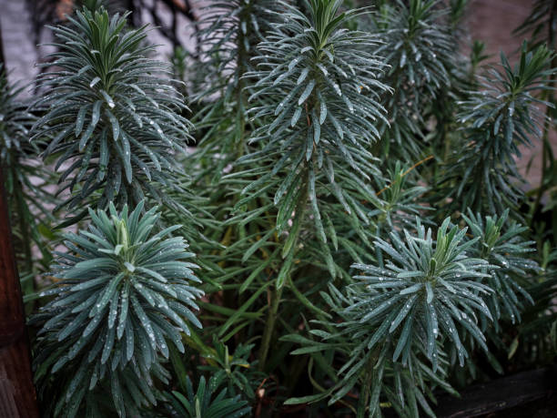 Succulent plant with rain drops on its leaves