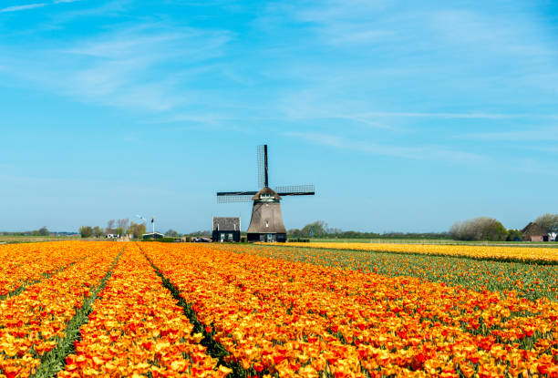 istock Tulips and Windmill, near Schagen, the Netherlands 1350773461