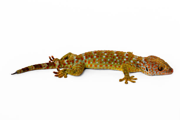istock A gecko seen from the side, isolated on a white background 1350776799