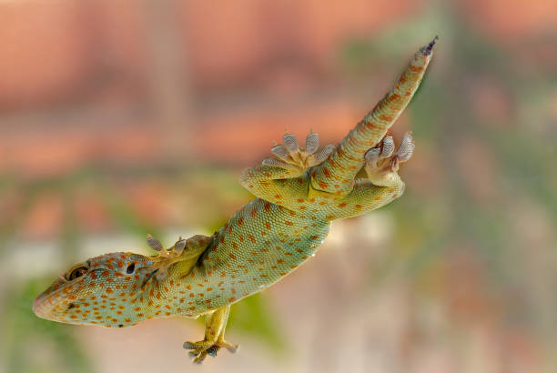 istock A gecko sitting on a clear glass seen from below 1350776807
