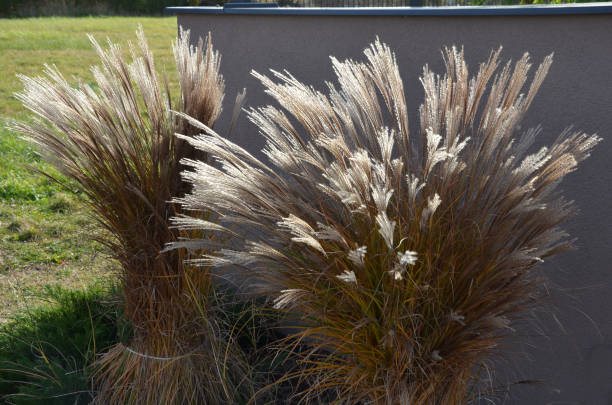 ornamental grasses tied together in a sheaf. protection against snow and rain, which harms ornamental garden grasses. tied with string together boils a fountain of dry yellow flowers in the sun shine acutiflora, gracillimus, calamagrostis, carl, foerster, miscanthus, mulching, ornamental grasses tied together in a sheaf. protection against snow and rain, which harms ornamental garden grasses. tied with string together boils a fountain of dry yellow flowers in the sun shine, sinensis ornamental grass stock pictures, royalty-free photos & images