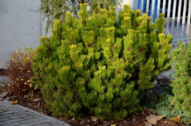 Photo of Scots pine is a low species and the cultivar Winter Gold even lower. In addition, this compact growing conifer boasts golden needle ends into a larger rock garden