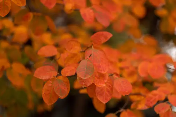 Closeup of autumn-color leaves in Park in autumn season. Shot in Retiro Park, Madrid, Spain