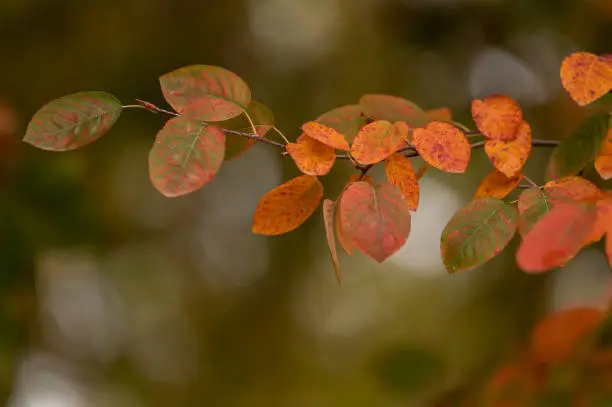 Closeup of autumn-color leaves in Park in autumn season. Shot in Retiro Park, Madrid, Spain