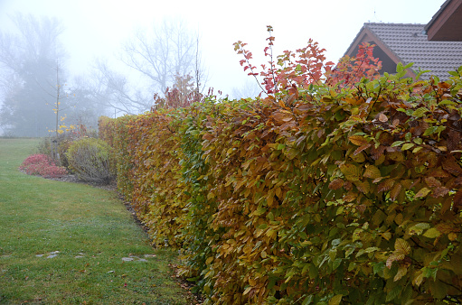 hedge of hornbeam cut into a plane in autumn when the leaves are dark brown and deciduous until spring. November day in the garden with lawn. foggy weather, betulus, carpinus,