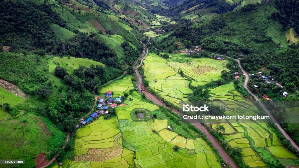 Terraced rice into the Mountain, Nan Province, Northern of Thailand Terraced rice into the Mountain, Nan Province, Northern of Thailand during rainy season in October with green field. Photo from aerial view by drone. Thailand Stock Photo