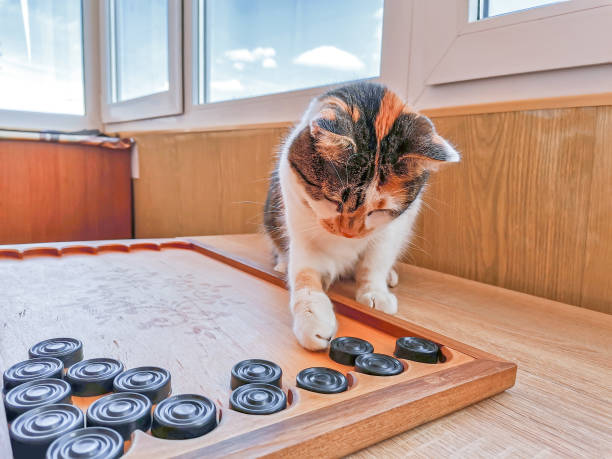 istock Funny calico cat playing backgammon indoors, pet intelect 1350778275