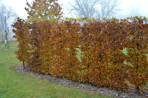 hedge of hornbeam cut into a plane in autumn when the leaves are dark brown and deciduous until spring. November day in the garden with lawn. foggy weather, betulus, carpinus,