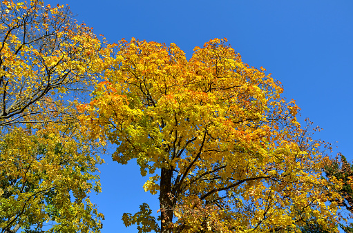 beautiful yellow leaves in a tree crown. branched old maple in contrast with the blue sky. beauty that will soon disappear in the wind on the ground. acer, platanoides, pseudoplatanus,