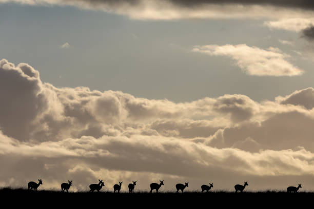 A silhouette of a herd of springbok during sunset. Dramatic clouds in the background