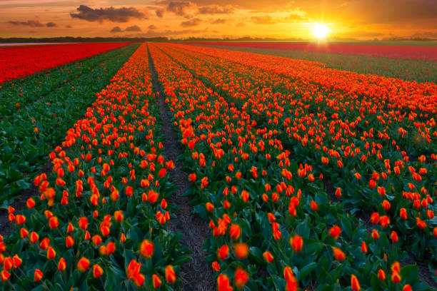 istock Tulip field in the Netherlands 1350780526