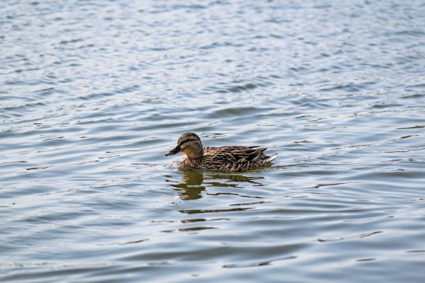 istock Wild duck swims on the pond, spring, feather animals happily spend time outdoors in parks for recreation and walking 1350780557