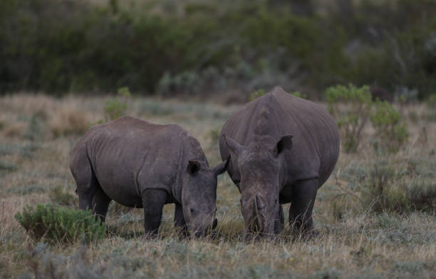 istock A white rhino with her calf grazing 1350780594